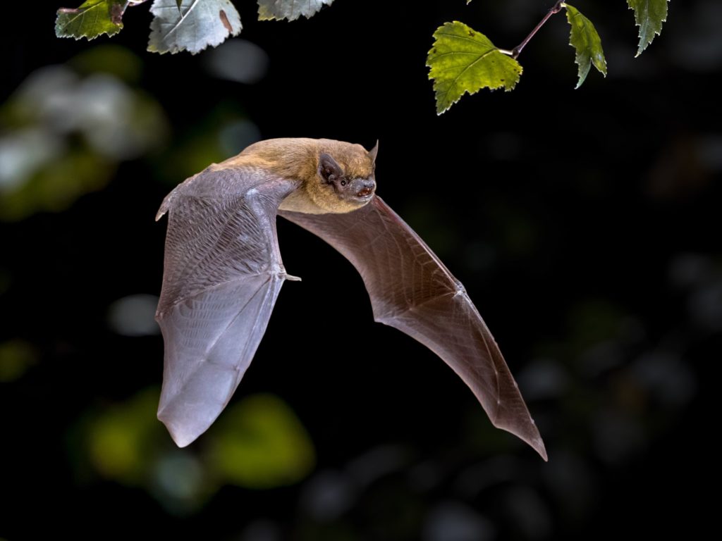 bat flying around