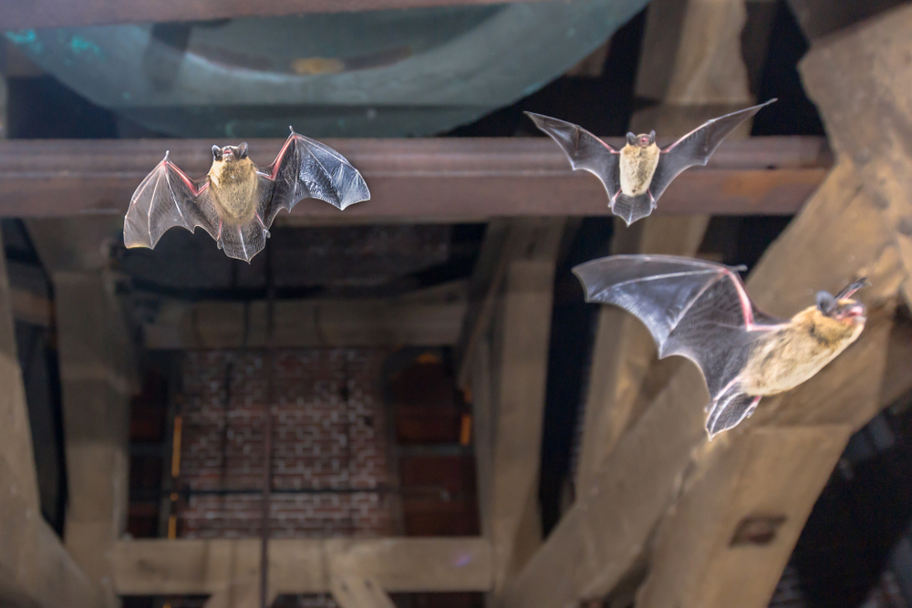 bats flying out of a house
