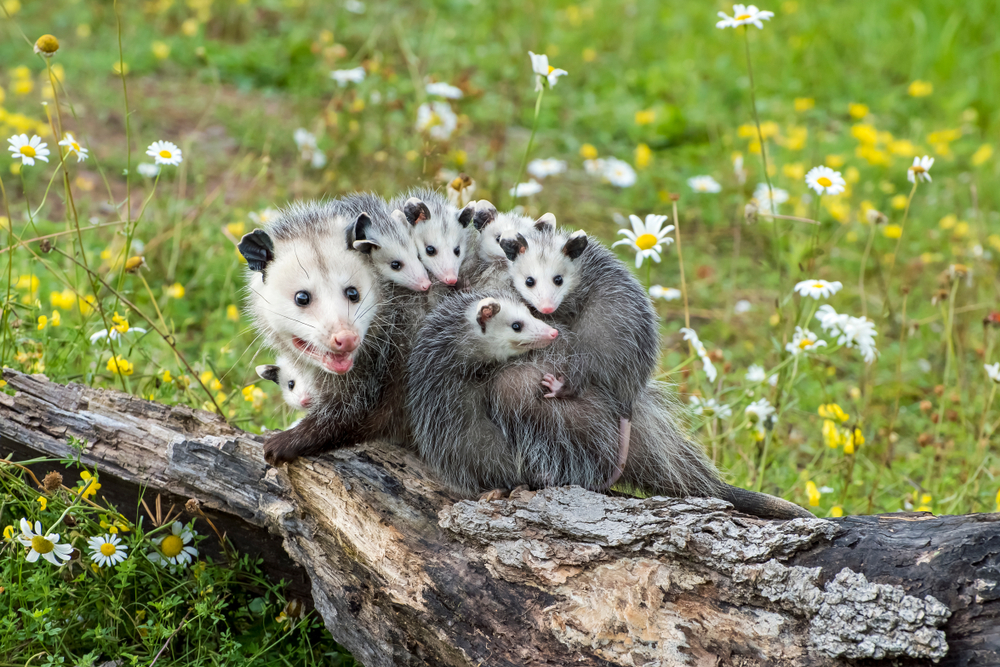 Opossum or Possum Mother with Joeys riding on her Back