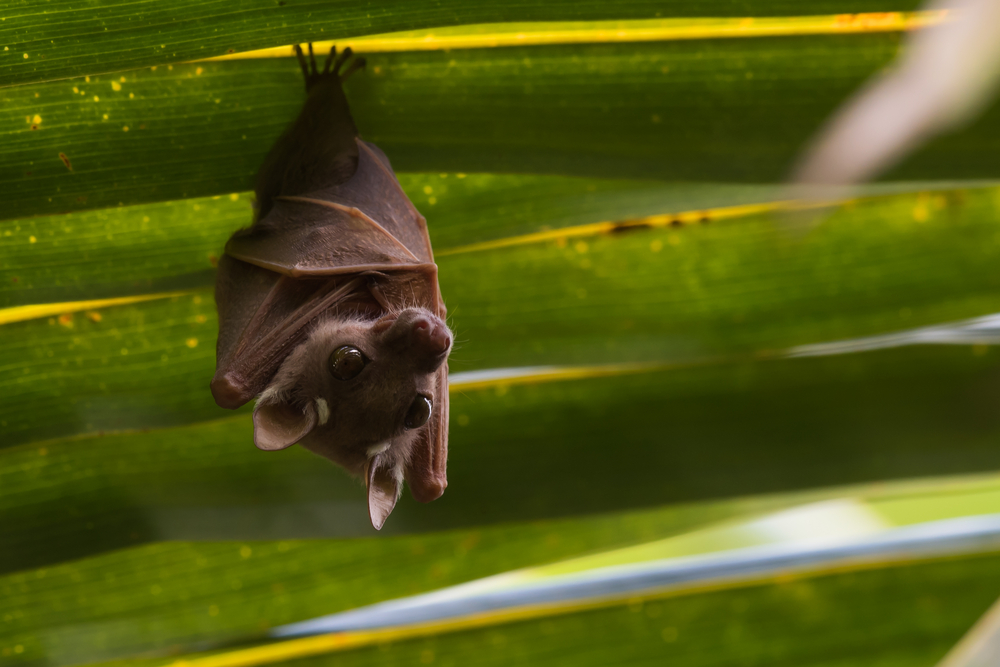 Peter's Dwarf Epauletted Fruit Bat