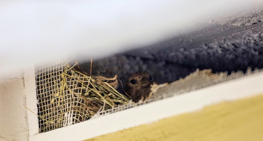 View of a house finch nesting inside a soffit vent with broken mesh