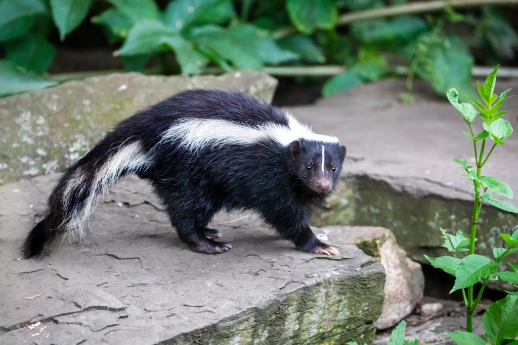 skunk on rock