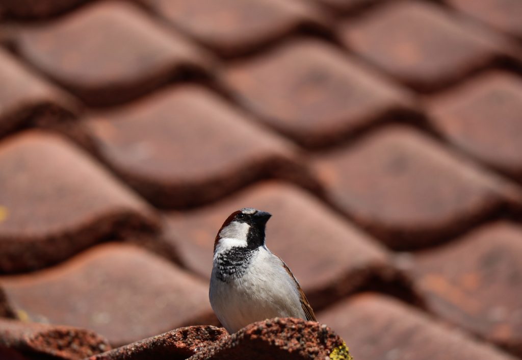 bird on a roof