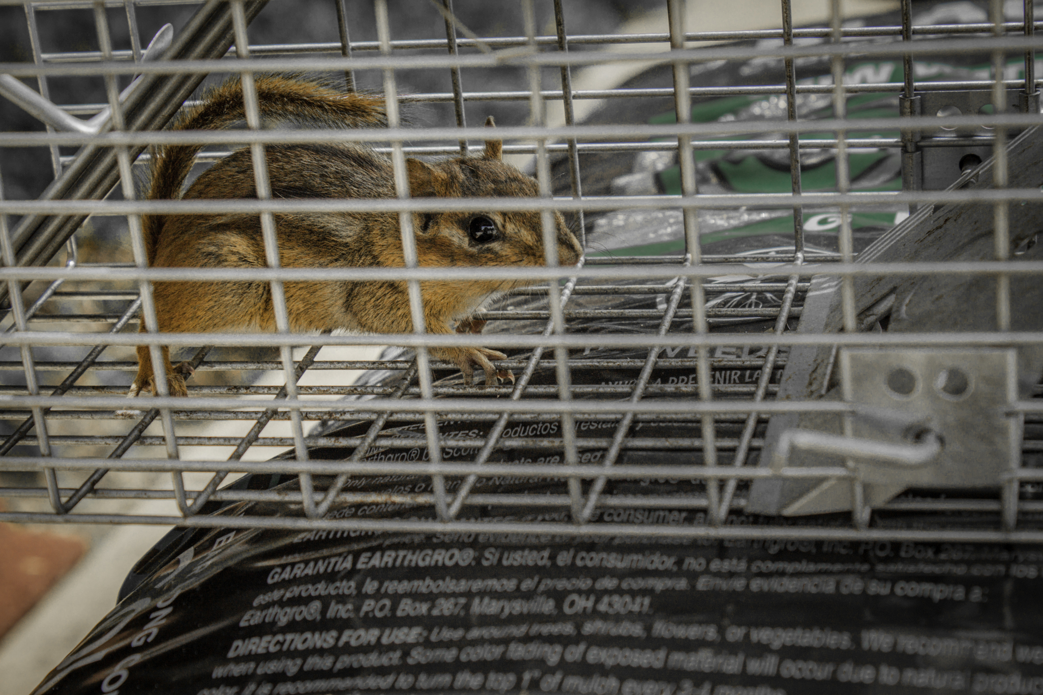 Chipmunk in the trap, to be taken to the forest