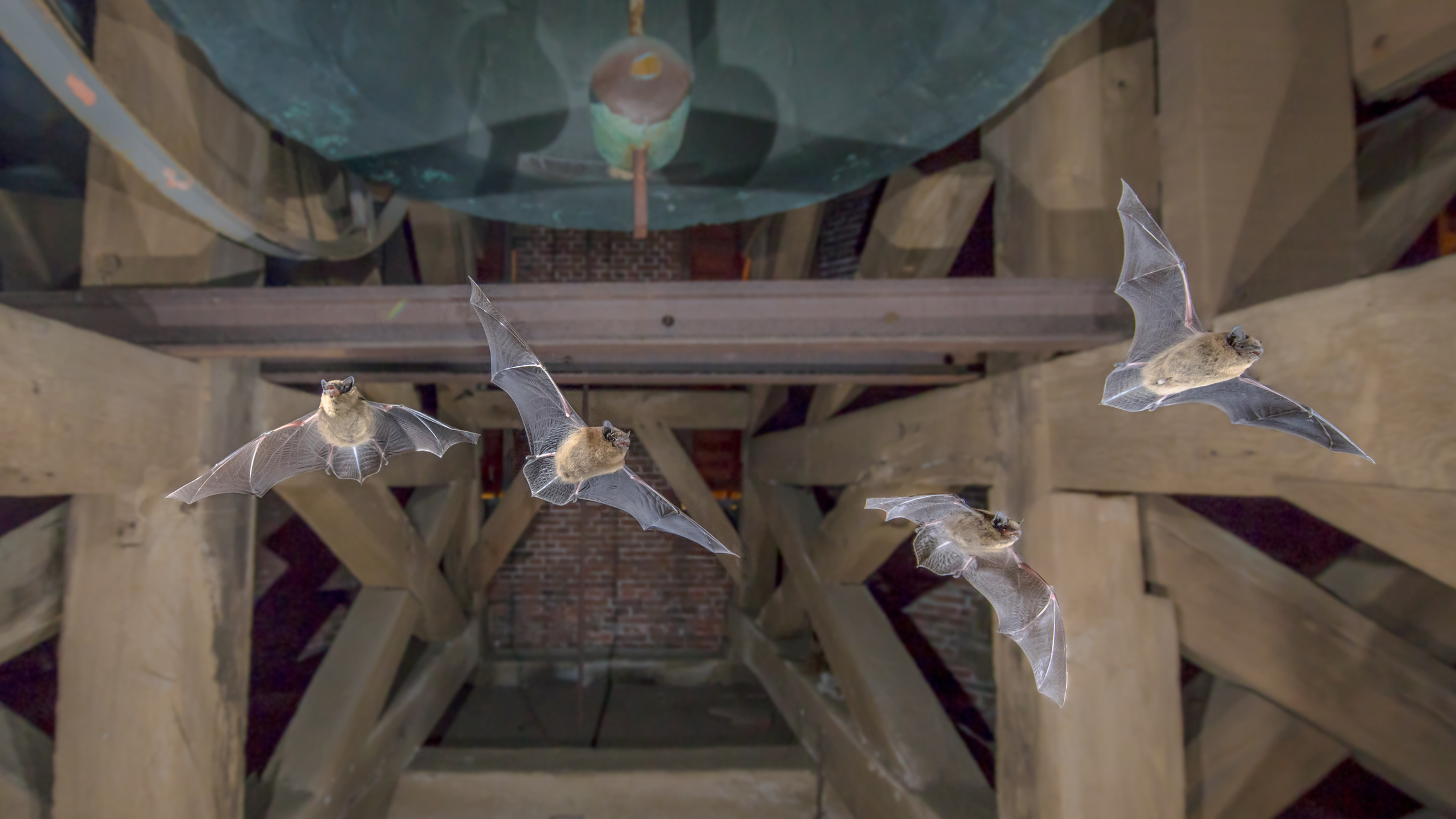 Four Pipistrelle bats (Pipistrellus pipistrellus) flying in church tower