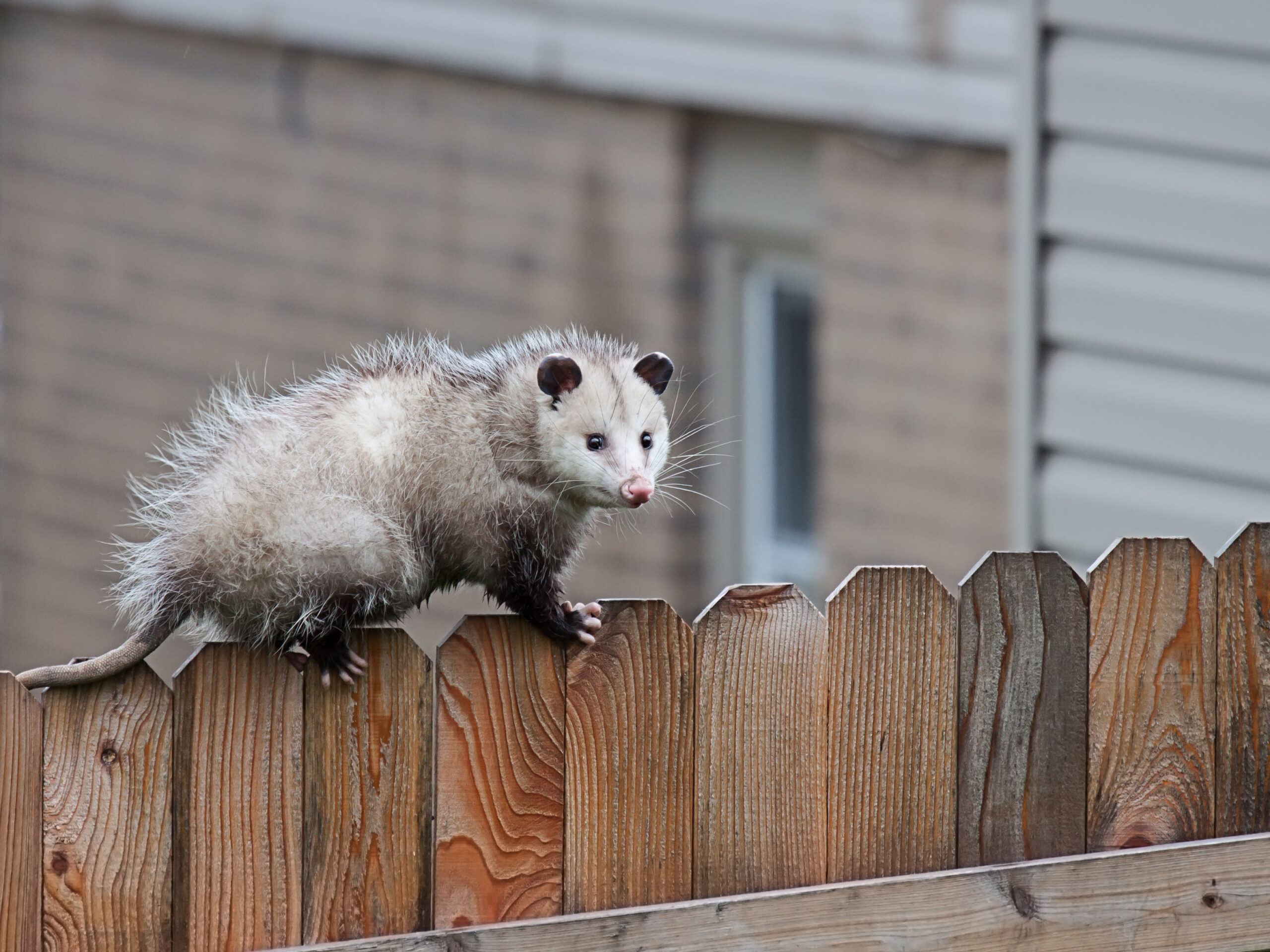 a opossum uses it sharp claws and spiny tail to navigate the top of a picket fence