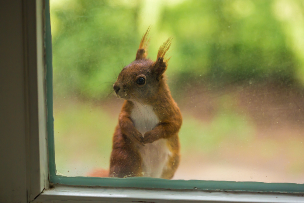 a squirrel sitting on a windowsill and looking through the dusty window inside a house