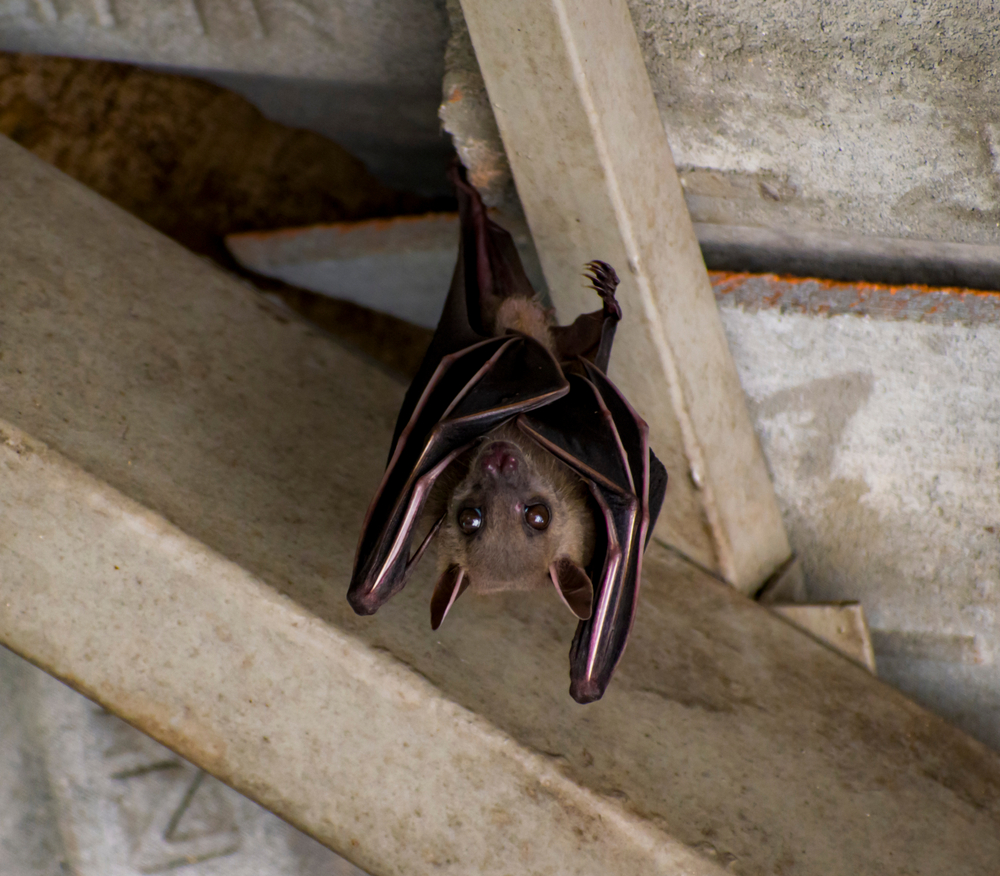 a brown bat is hanging on the ceiling