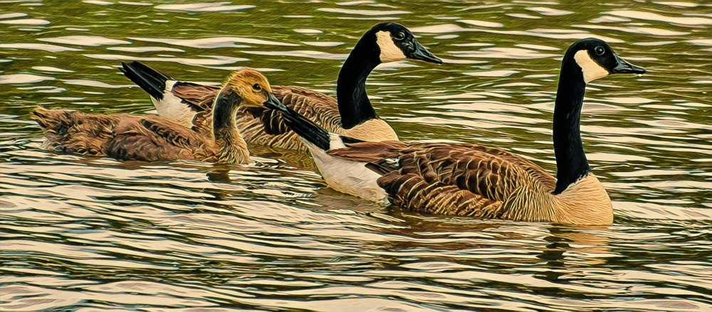 Three Canada geese swimming, Chesapeake Bay