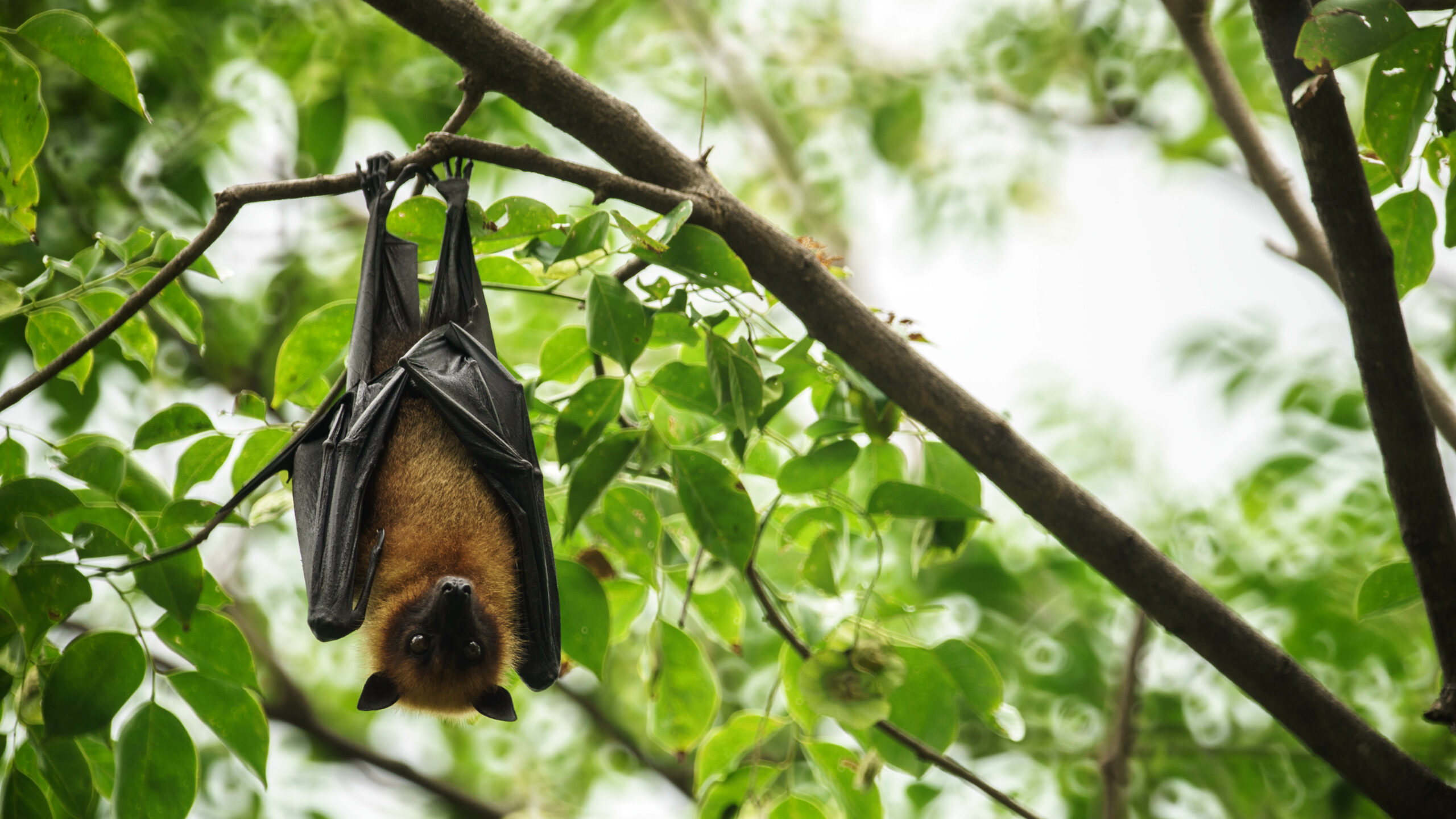 Bat hanging upside down on the tree.