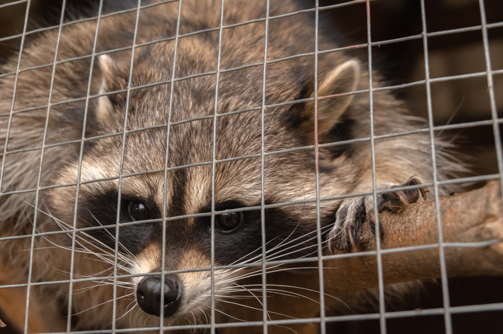 raccoon in a cage at the zoo.
