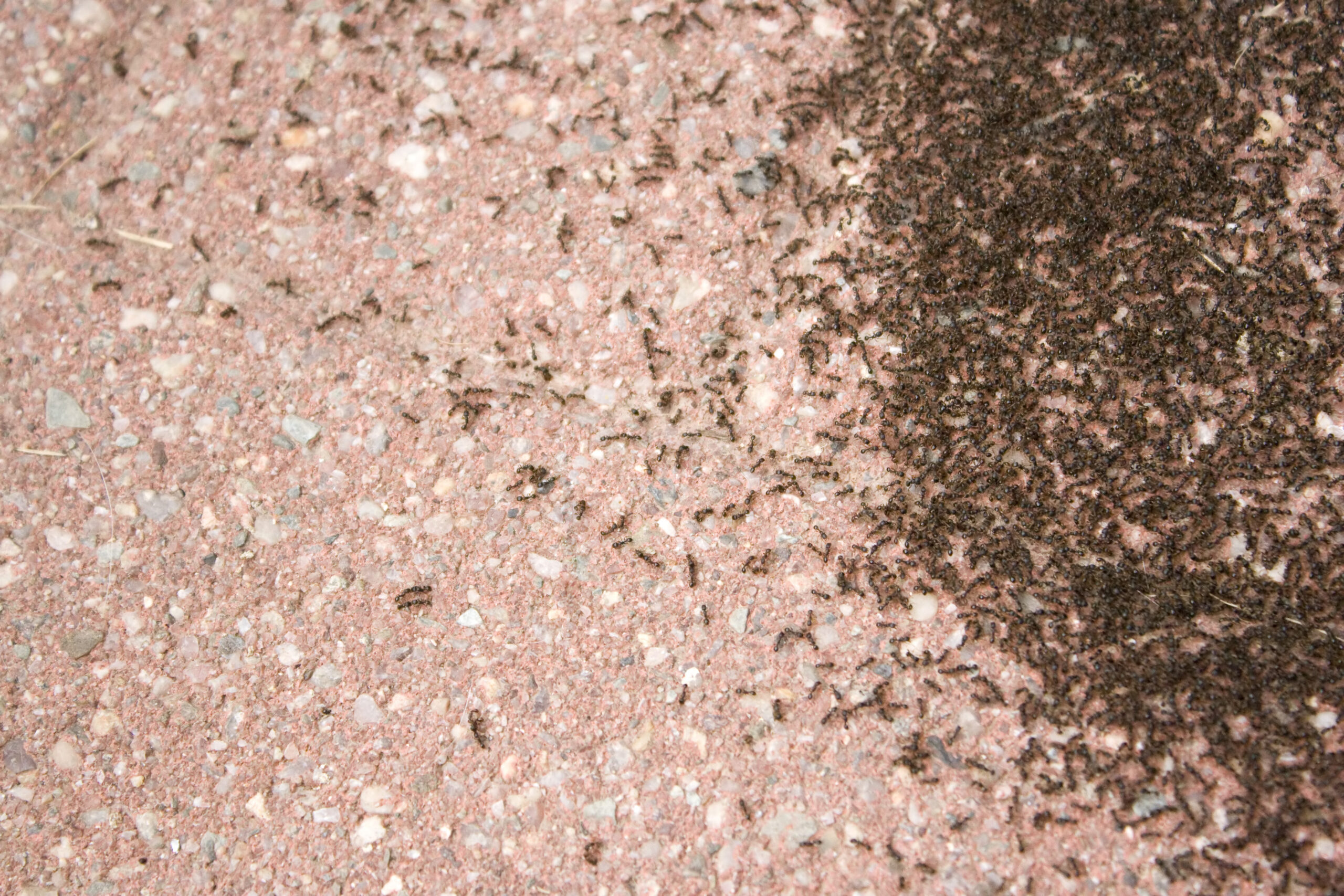 A colony of tiny ants swarming an area of the patio stone. It looks like coffee grounds.