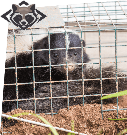 A black and white animal in cage with green background