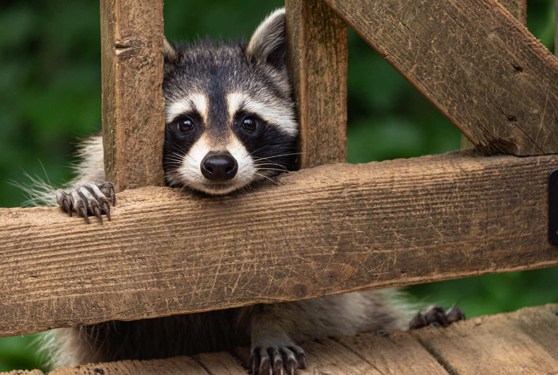 A small raccoon is peeking out of the top of a wooden structure.