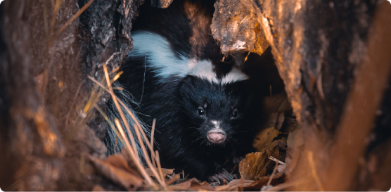 A skunk is hiding in the ground near some leaves.