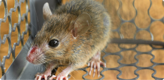 A mouse is sitting on the cage of its own.