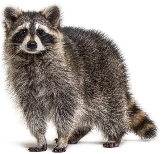 A raccoon standing on all fours and looking at the camera.