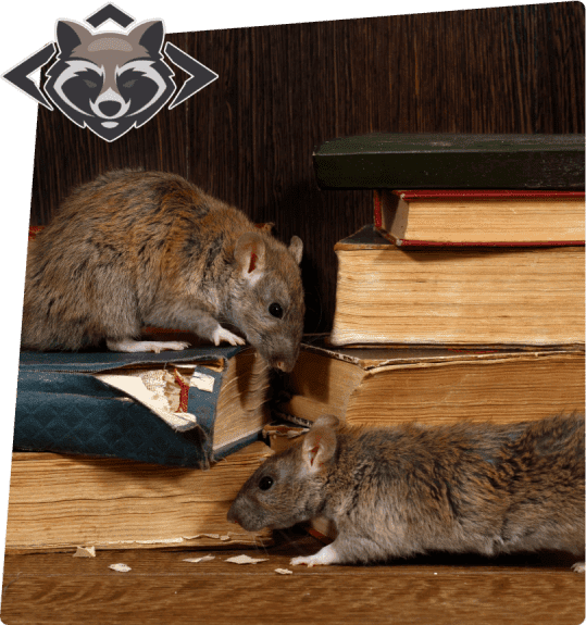 Two rats are sitting on some books