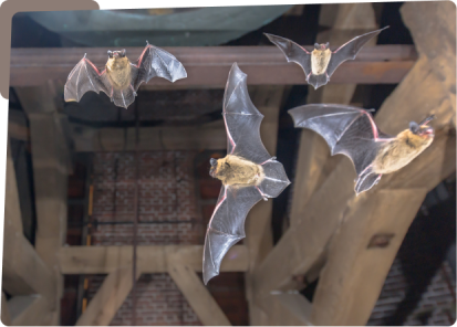 A group of bats flying in the air.