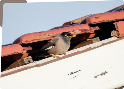 A bird sitting on top of the roof of a building.