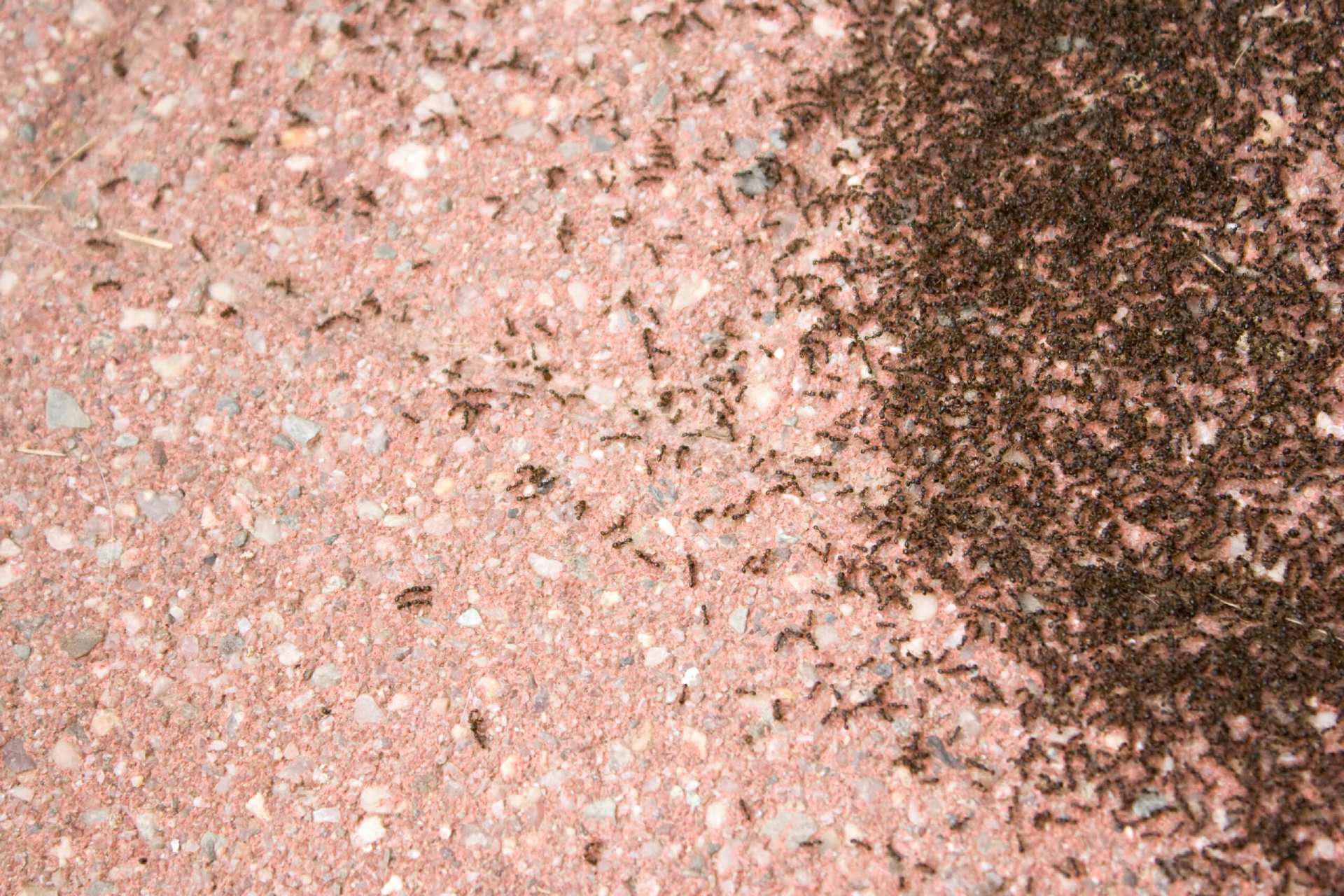 A close up of the ground with ants on it