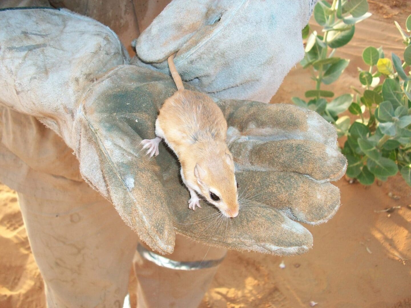 A small animal sitting on top of a leaf.