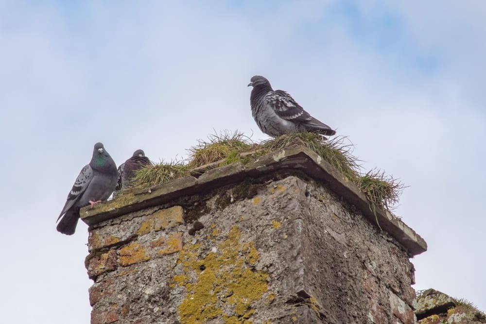 Three pigeons sitting on a brick wall