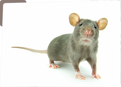 A mouse with long ears is standing on the floor.