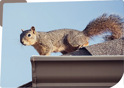 A squirrel is standing on the roof of a house.