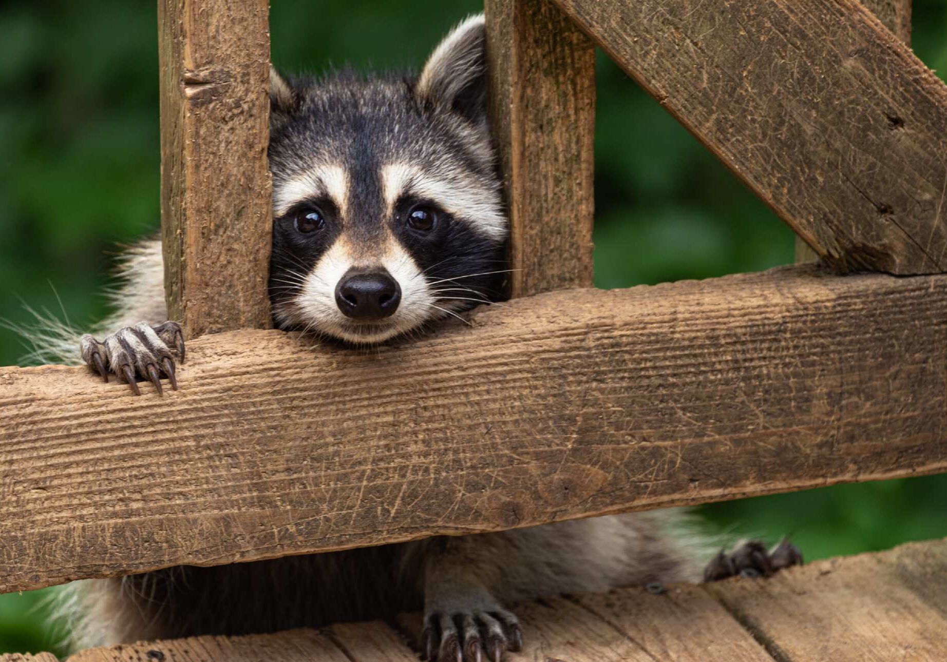 A small raccoon is peeking out of the top of a wooden structure.