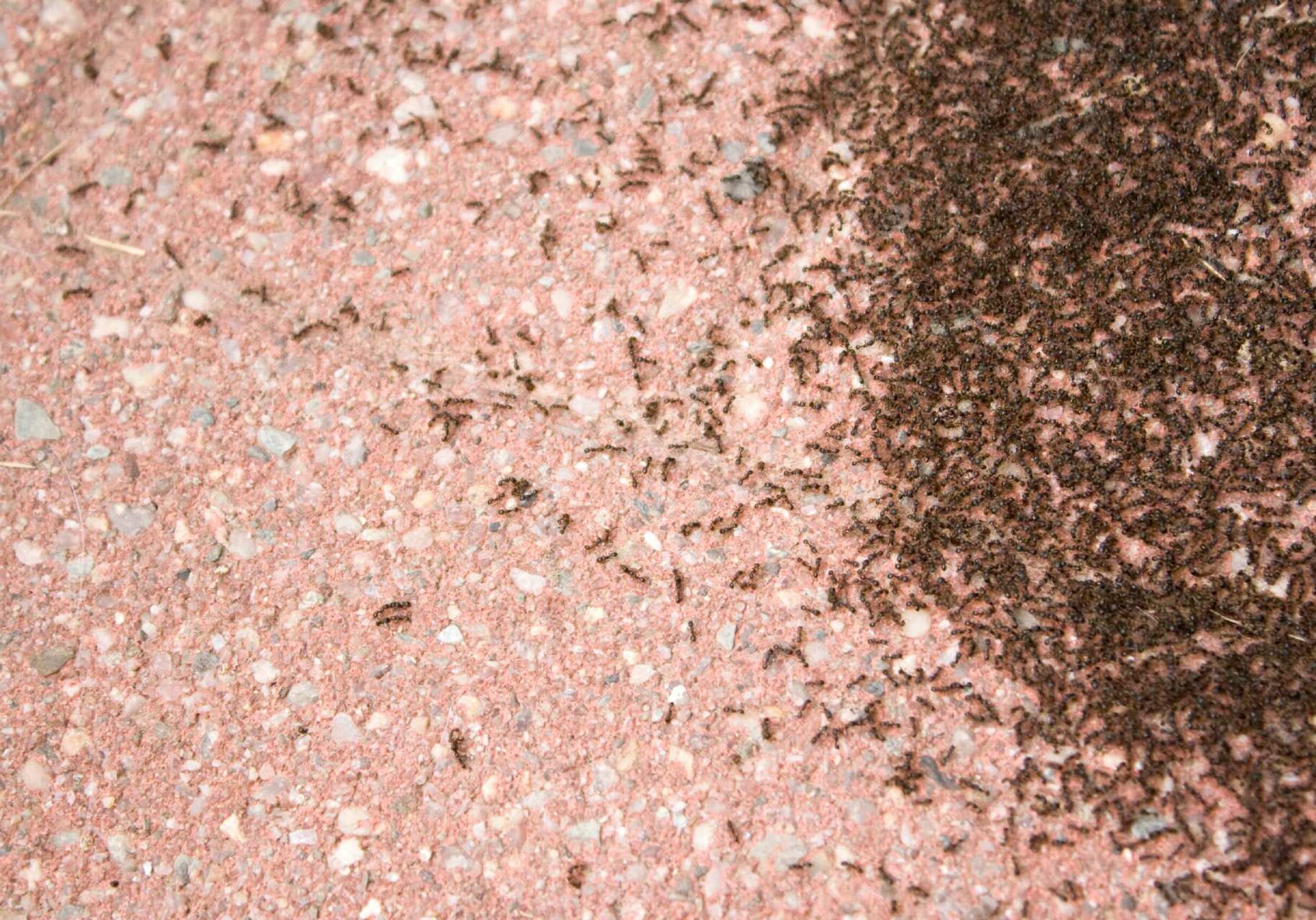 A close up of the ground with ants on it