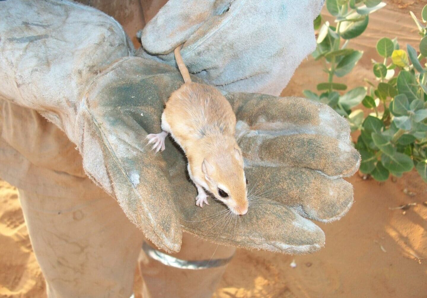 A small animal sitting on top of a leaf.