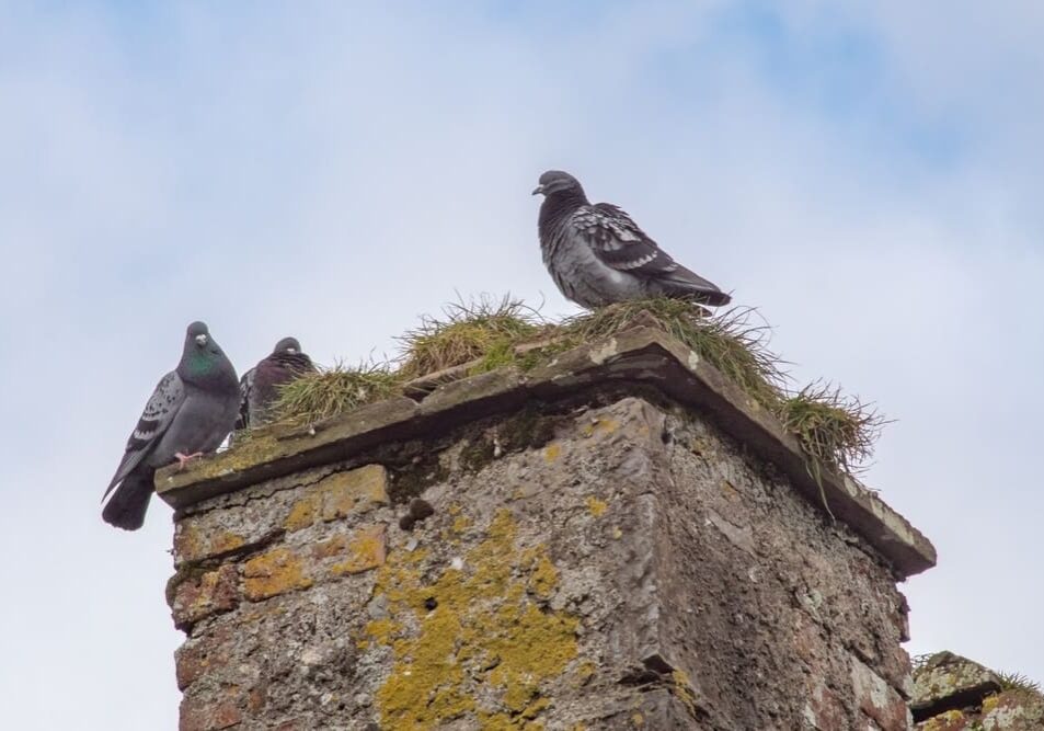 Three pigeons sitting on a brick wall